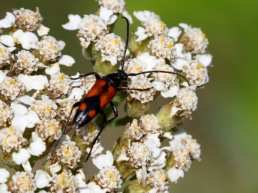 Stenurella bifasciata - kétöves karcsúcincér