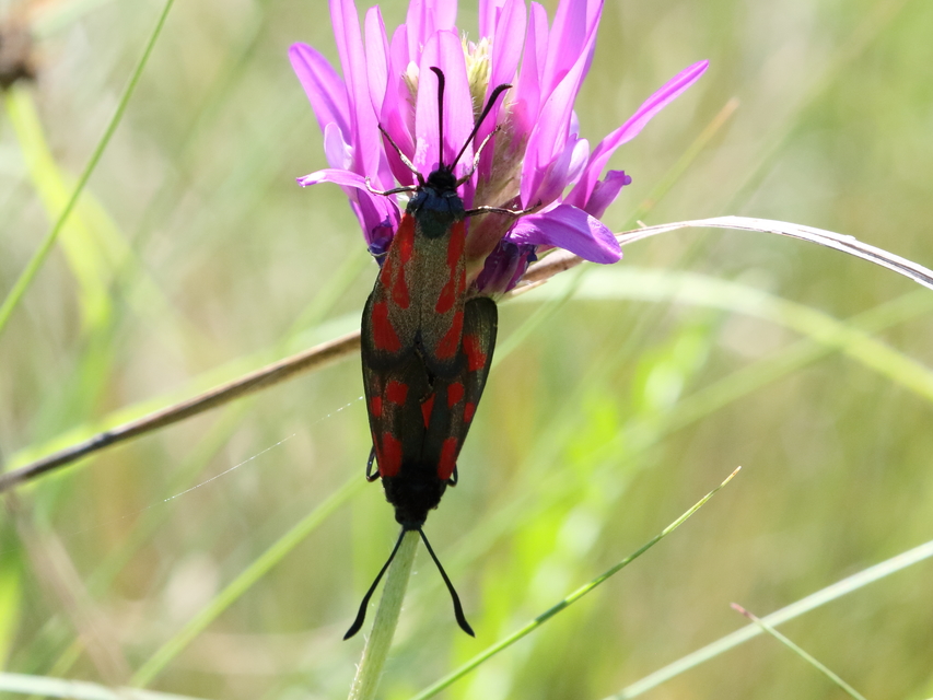 Zygaena loti - közönséges csüngőlepke