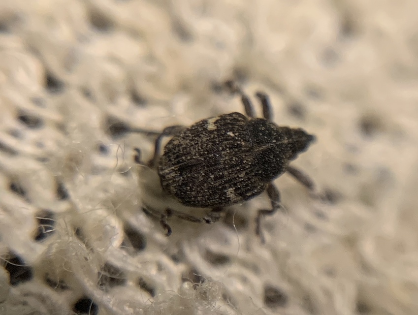Thamiocolus viduatus - barnás fésűsormányos