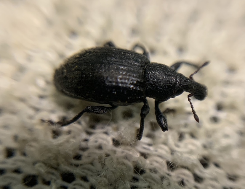 Graptus triguttatus - kárpáti nadálytőormányos