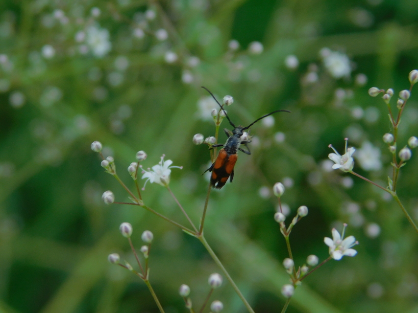 Stenurella bifasciata - kétöves karcsúcincér
