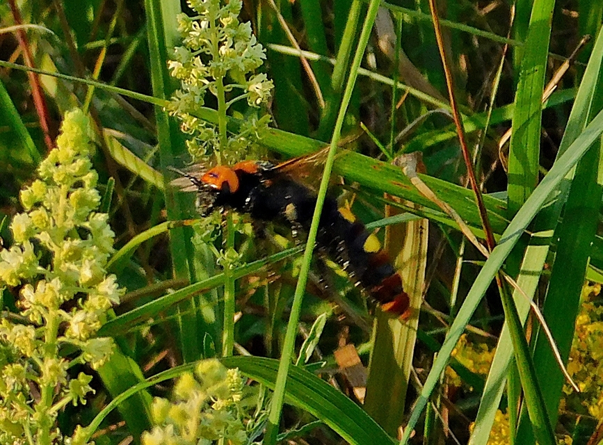 Megascolia maculata - óriás-tőrösdarázs