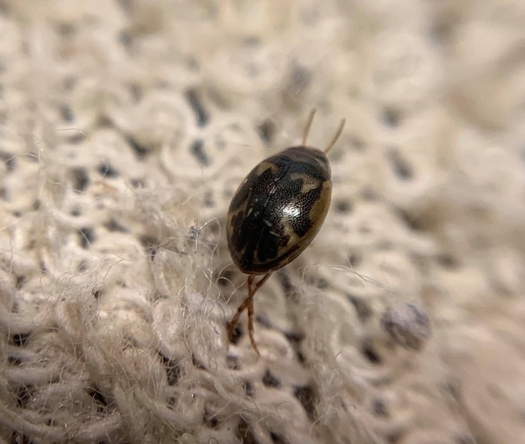 Hygrotus inaequalis - gyakori aprócsíkbogár
