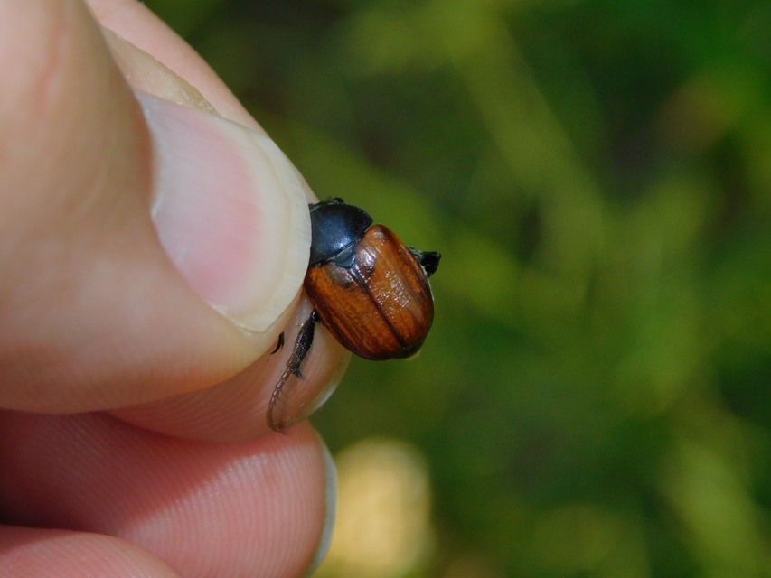 Anisoplia lata - széles szipoly Anisoplia lata - széles szipoly