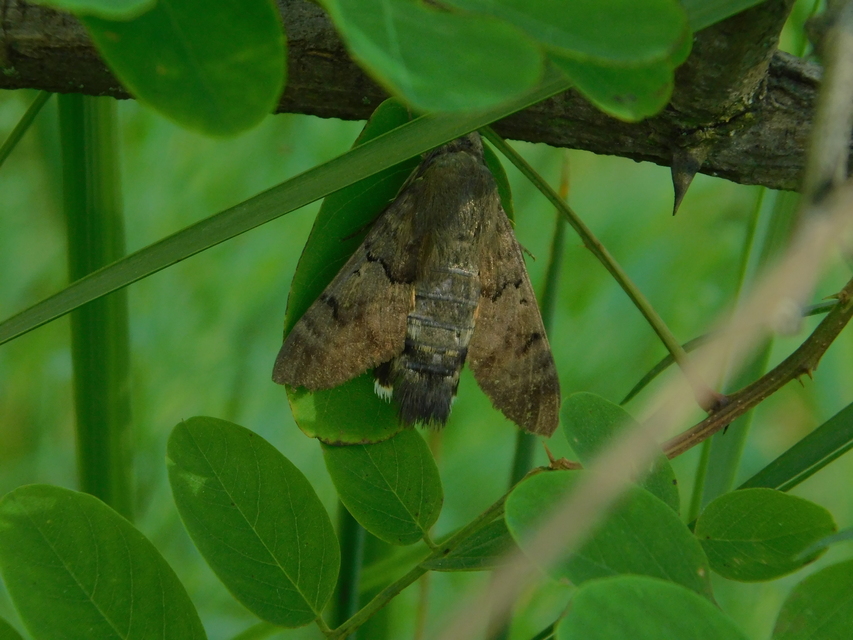 Macroglossum stellatarum - kacsafarkú szender