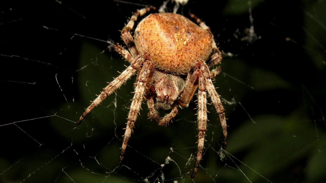 Araneus circe/angulatus