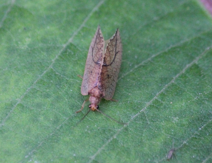 Drepanepteryx phalaenoides