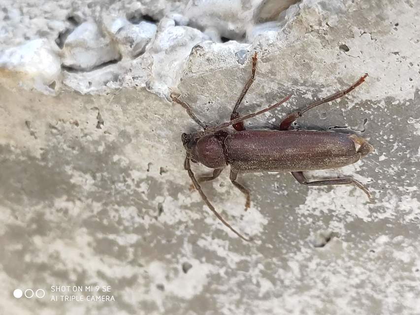 Arhopalus rusticus - gödrösnyakú cincér