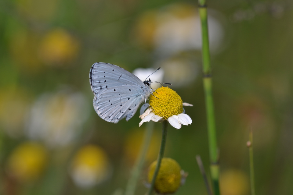 Celastrina argiolus - bengeboglárka
