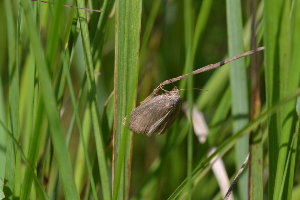 Acosmetia caliginosa - imolabagoly