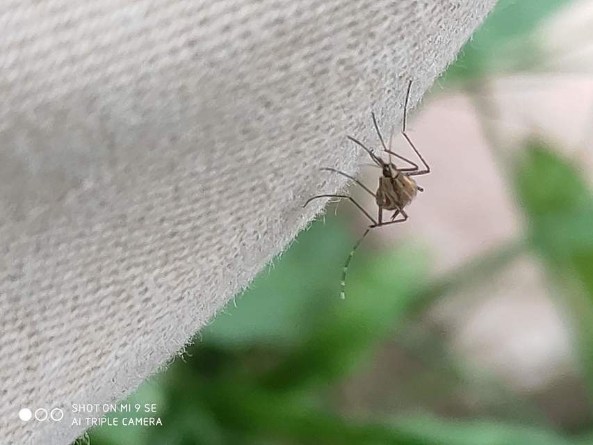 Culicidae - csípőszúnyogok