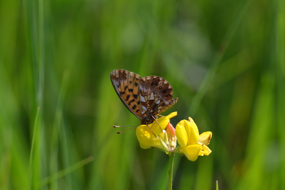 Boloria dia - kis gyöngyházlepke