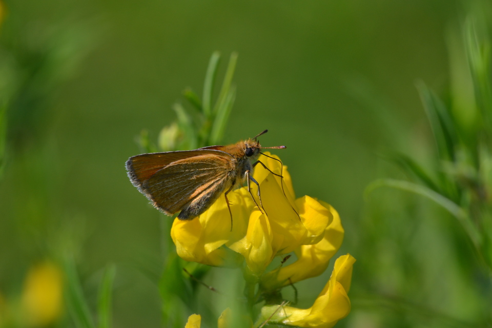 Thymelicus lineola - vonalas busalepke