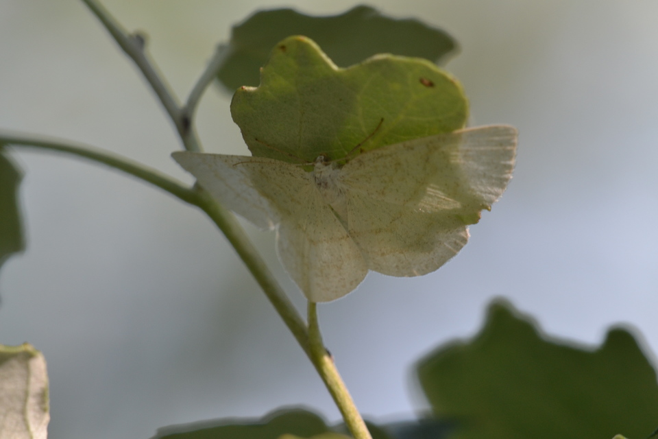 Cabera exanthemata - pettyes égeraraszoló