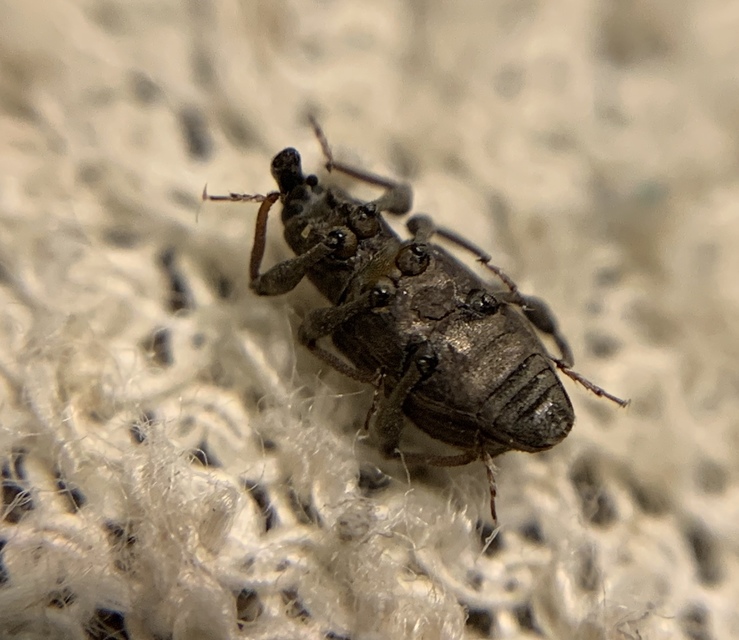 Bagous binodulus - kétpúpú víziormányos Bagous binodulus - kétpúpú víziormányos
