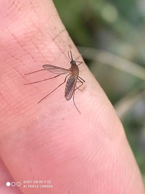 Culicidae - csípőszúnyogok