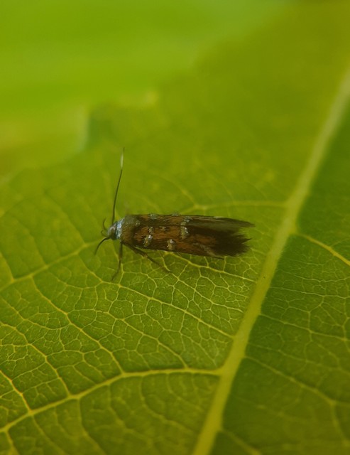 Pancalia leuwenhoekella - feketecsápú ibolyamoly