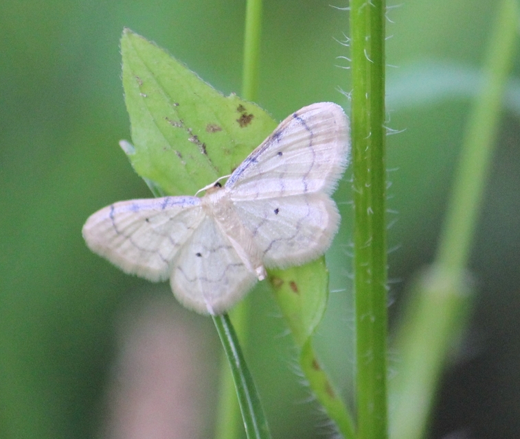 Idaea politaria - vonalas apróaraszoló