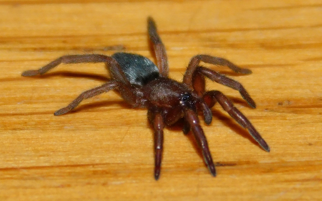 Scotophaeus
