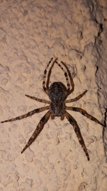 Larinioides ixobolus - ereszalji keresztespók