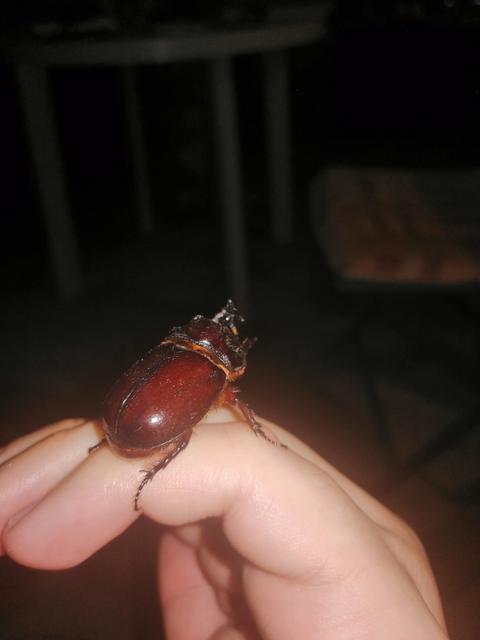 Oryctes nasicornis - orrszarvú bogár
