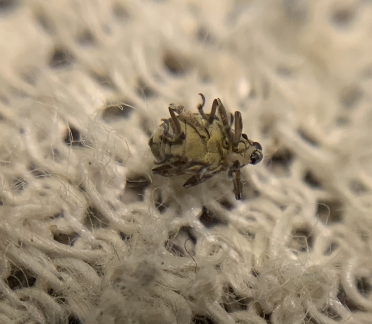 Phytobius leucogaster - süllőhínár-ormányos