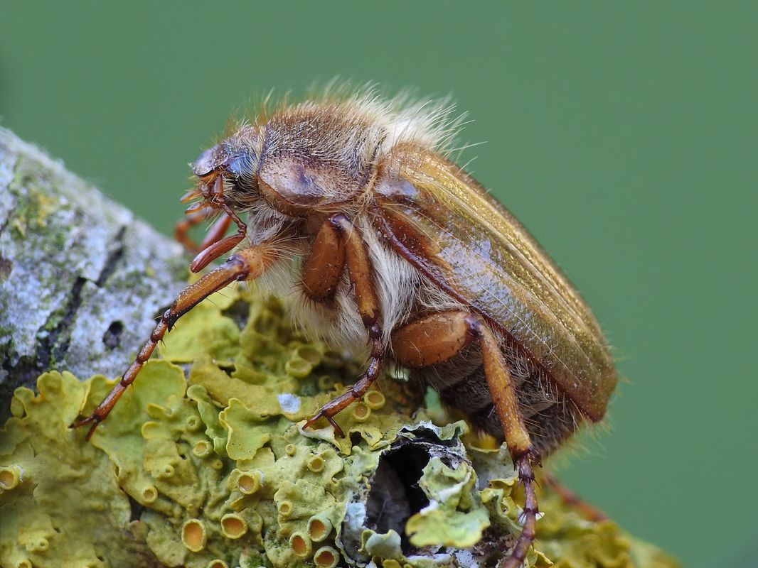 Amphimallon solstitiale - bordás sárgacserebogár