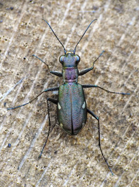 Cylindera germanica - parlagi homokfutrinka