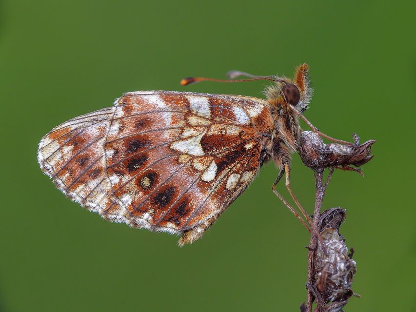 Boloria dia - kis gyöngyházlepke