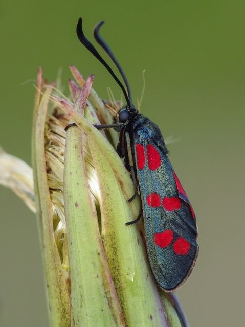 Zygaena filipendulae - acélszínű csüngőlepke