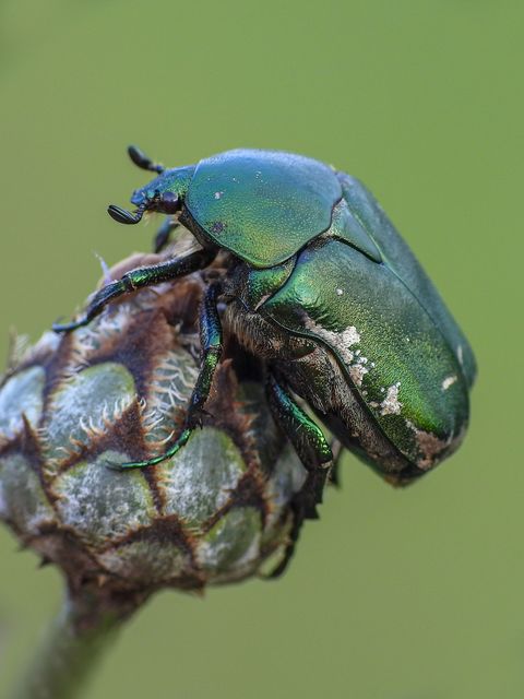 Protaetia ungarica - magyar virágbogár