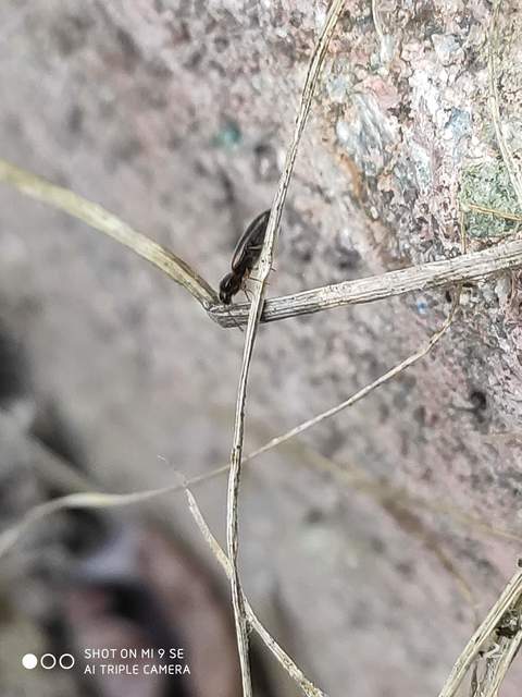 Adrastus