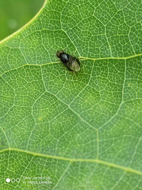 Pachygaster atra - fekete tüskéslégy