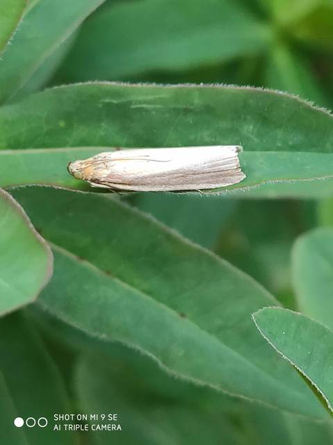 Oncocera semirubella - lucernamoly