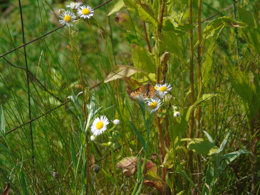 Melitaea athalia - közönséges tarkalepke