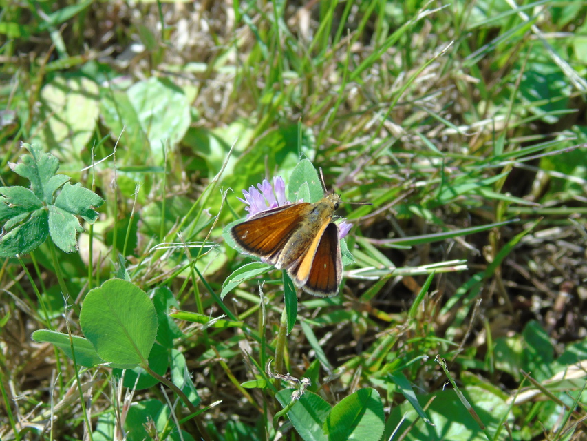 Thymelicus lineola - vonalas busalepke