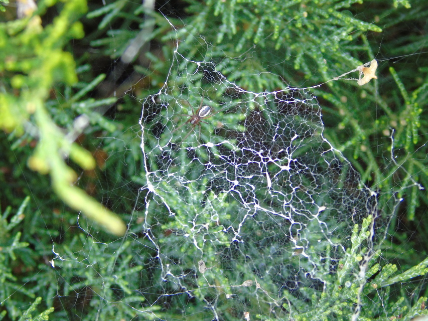 Linyphiidae - vitorláspókok