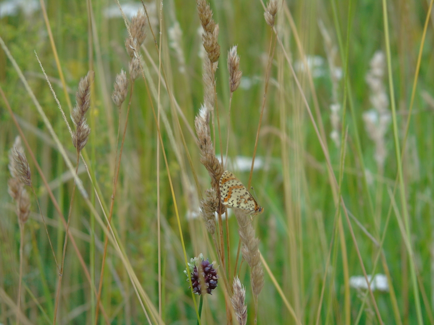Melitaea didyma - tüzes tarkalepke