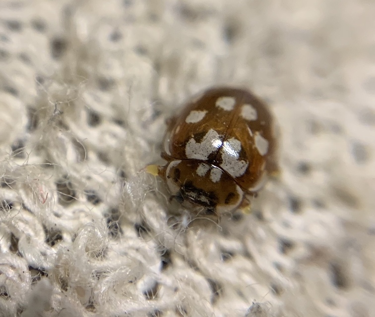 Myrrha octodecimguttata - tizennyolccseppes füsskata