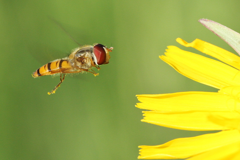 Episyrphus balteatus - ékfoltos zengőlégy
