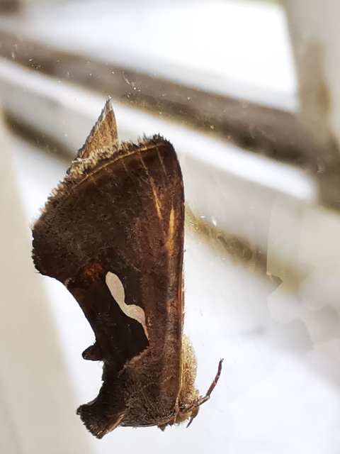 Macdunnoughia confusa - cseppfoltos ezüstbagoly