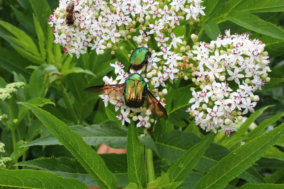 Cetonia aurata - aranyos virágbogár