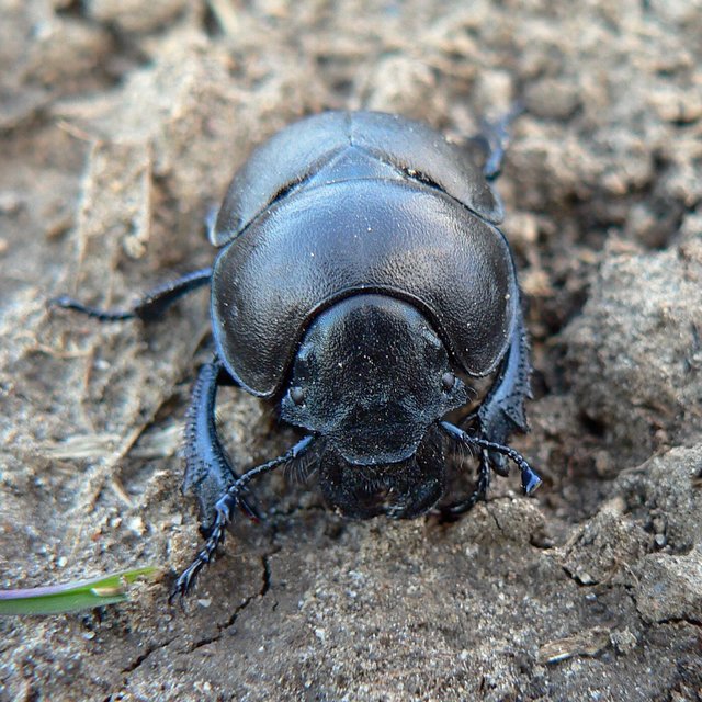 Lethrus apterus - nagyfejű csajkó
