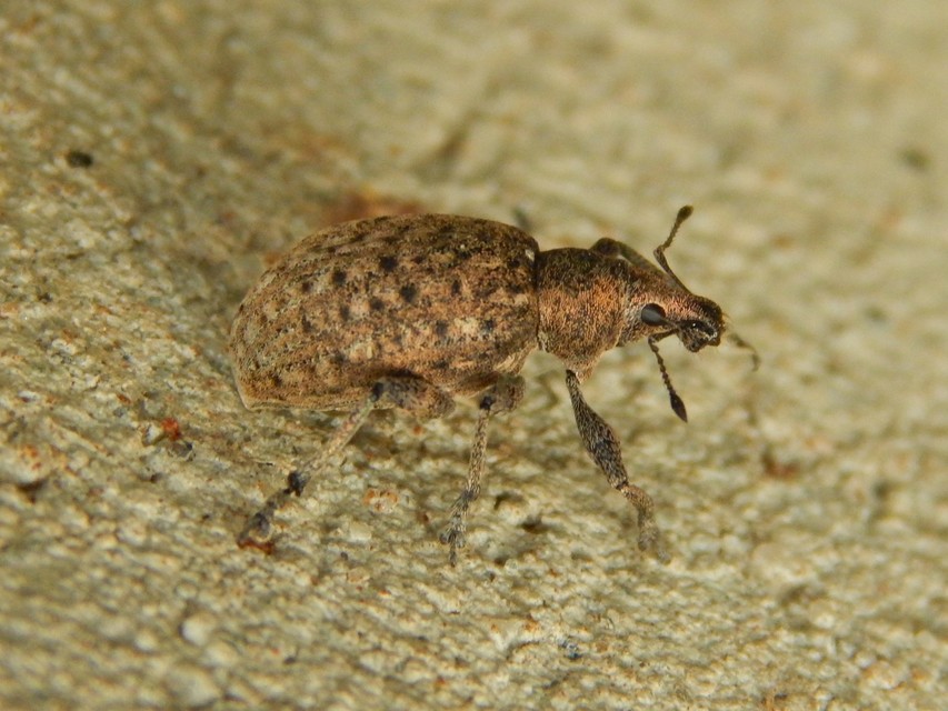 Liophloeus tessulatus - kockás barabolyormányos