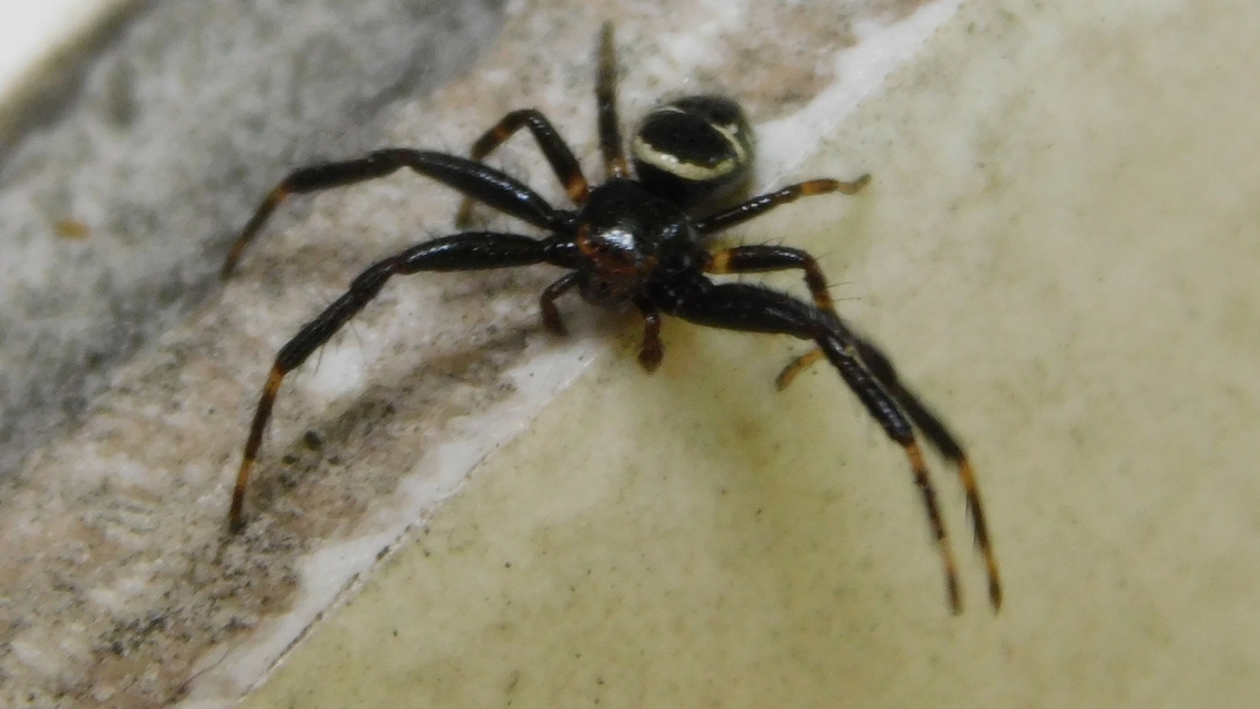 Synema globosum - fekete-sárga karolópók