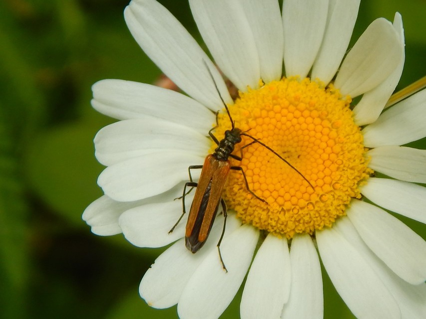 Oedemera femorata - sárgahátú álcincér