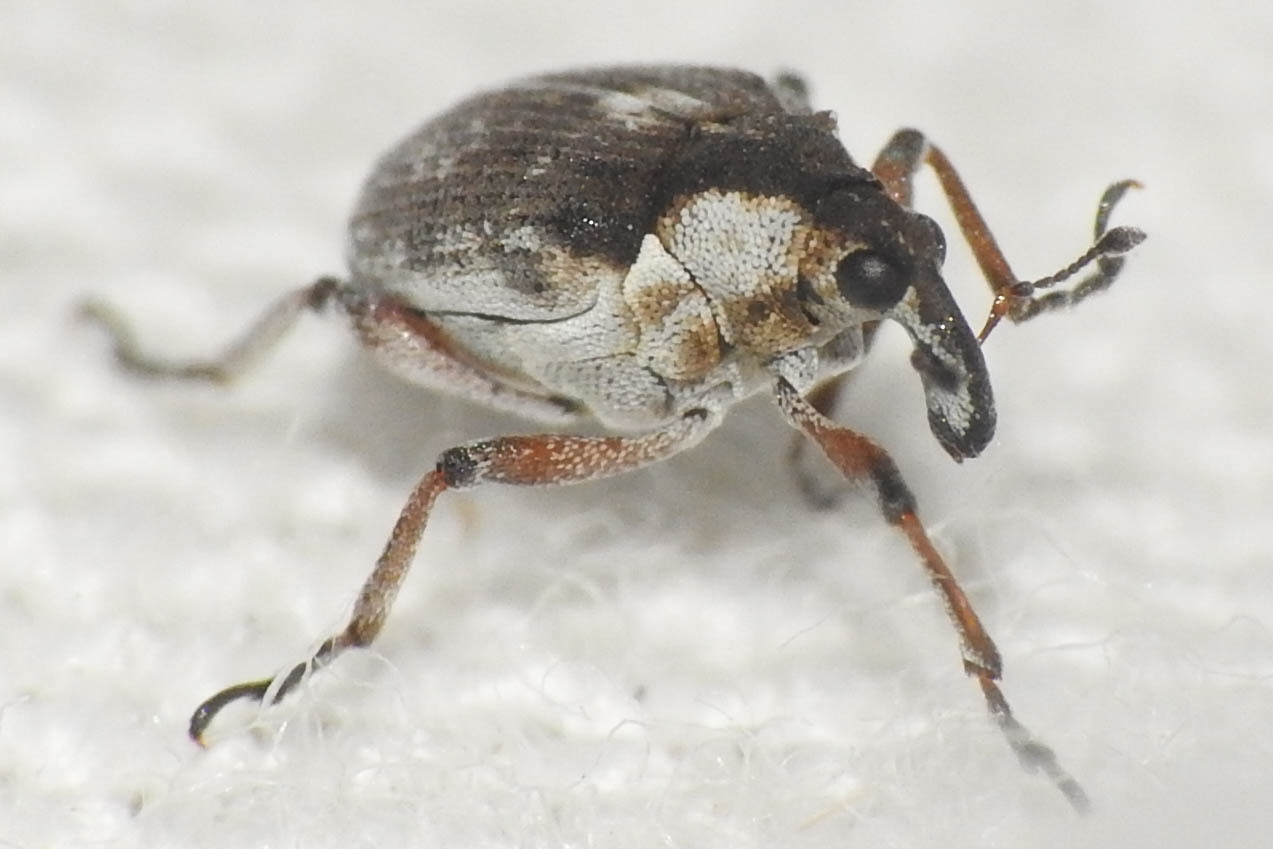 Phytobius leucogaster - süllőhínár-ormányos