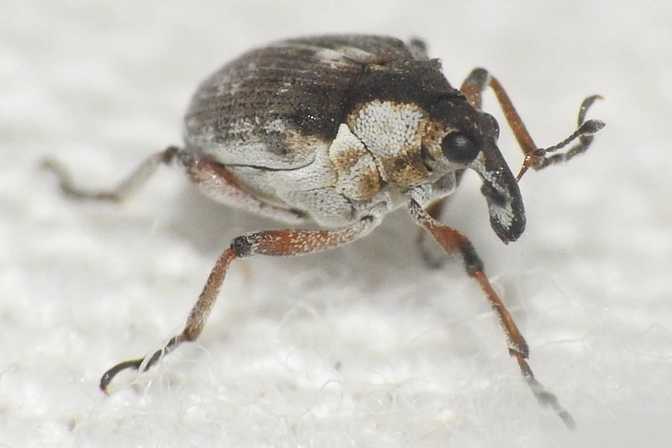 Phytobius leucogaster - süllőhínár-ormányos