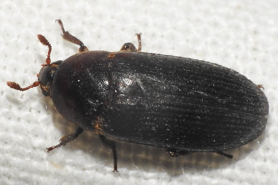 Dermestes bicolor - fészeklakó porva Dermestes bicolor - fészeklakó porva