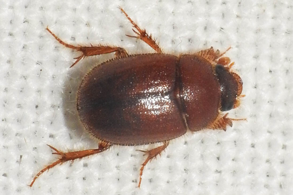 Ochodaeus chrysomeloides - alkonyati homoktúróbogár Ochodaeus chrysomeloides - alkonyati homoktúróbogár